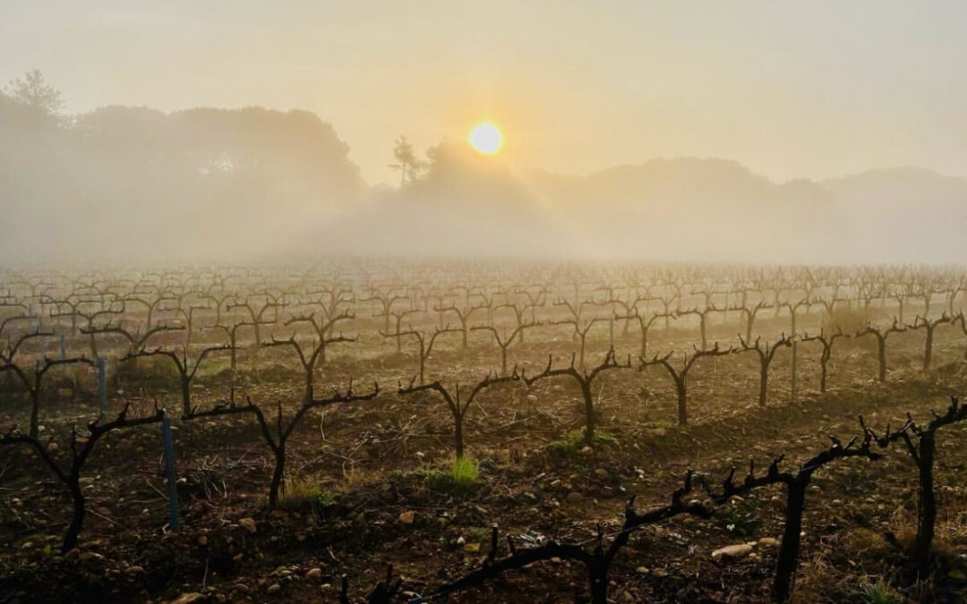 C&rsquo;est le moment de la taille au Cellier des mariniers !