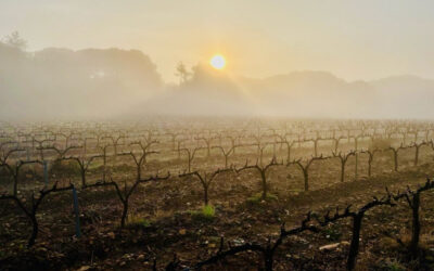 C’est le moment de la taille au Cellier des mariniers !